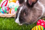 Rabbit And Easter Eggs In Green Grass Stock Photo