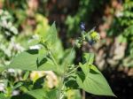 Salvia Hybrid Just Beginning To Flower Stock Photo