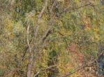 Autumn Tree Foliage Texture Stock Photo