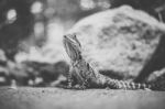 Water Dragon Outside During The Day Stock Photo