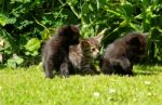 Three Cute Kittens Stock Photo