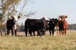 Cows Grazing In The Green Argentine Countryside Stock Photo