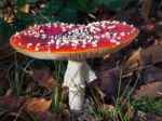 Fly Agaric Toadstool (amanita Muscaria) Stock Photo