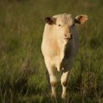 Australian Cow Stock Photo