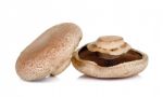 Portobello Mushroom Isolated On The White Background Stock Photo