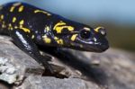 Fire Salamander Stock Photo