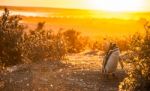 Magellanic Penguins, Early Morning At Punto Tombo, Patagonia, Ar Stock Photo