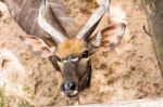 The Bongo (tragelaphus Eurycerus) Is Among The Largest Of The African Forest Antelope Species Stock Photo