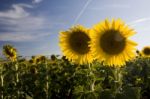 Two Sunflowers Stock Photo