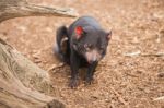 Tasmanian Devil In Hobart, Tasmania Stock Photo