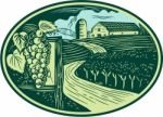 Grapes Vineyard Winery Oval Woodcut Stock Photo