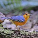 Orange-headed Thrush Stock Photo