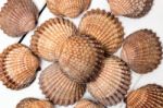 Several Clam Shells Isolated Stock Photo