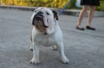 Woman Is Walking With English Bulldog Stock Photo