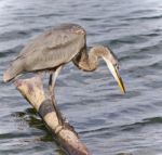 Picture With A Great Blue Heron Standing On A Log Stock Photo