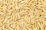 Paddy Rice Stock Photo