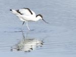 Avocet Stock Photo