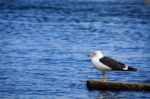 Gull On The Rock Stock Photo