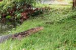 Monitor Lizard In The Park Stock Photo