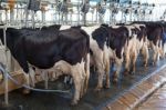 Cow Milking Facility Stock Photo