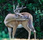 Beautiful Background With A Wild Male Deer With The Horns Stock Photo