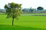 Paddy Fields Stock Photo