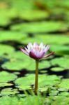 Pink Lily Stock Photo