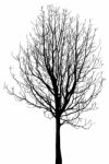 Dead Tree Without Leaves Isolated Stock Photo