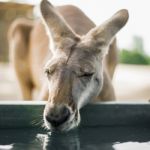 Kangaroo Outside During The Day Stock Photo