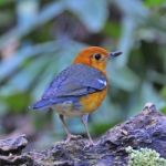 Orange-headed Thrush Stock Photo