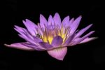 Beautiful Lotus&waterlily Flower Is The Symbol Of The Buddha, Thailand Stock Photo