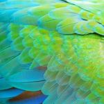 Harlequin Macaw Feathers Stock Photo