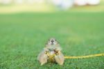 Prairie Dog Stock Photo