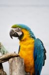 Blue-and-yellow Macaw Stock Photo