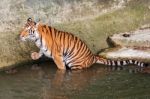 Tiger In The Water Stock Photo