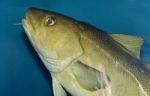 Image Of A Fish Looking In Camera In The Sea Stock Photo