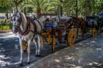 Traditional Horses And Carriages Waiting For Customers In Malaga Stock Photo