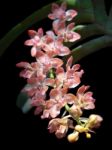 Rhynchostylis Gigantea Var Orange Stock Photo