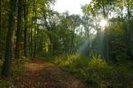 Forest And Light Stock Photo