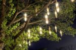 Lanterns Hanging From Tree Stock Photo