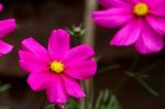 Vivid Cosmos Flower Stock Photo