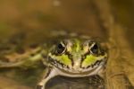 Edible Frog (pelophylax Esculentus) Stock Photo