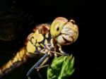 Dragonfly In The Garden Stock Photo