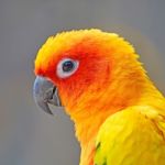 Sun Conure Stock Photo