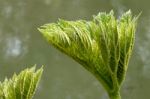 Giant Rhubarb (gunnera Manicata) Stock Photo