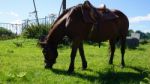 Horse In The Country Side Of Russia Stock Photo