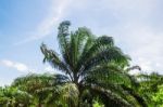 Palm Trees With Sky Stock Photo