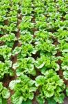 Fresh Chinese Cabbage Stock Photo