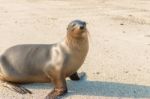 Sea Lion In Galapagos Islands Stock Photo