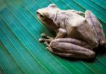 Tree Frog On The Big Green Leaf Stock Photo